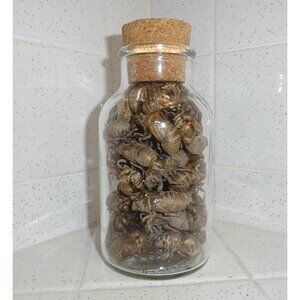 Huge Oddity Jar of 50 Large Cicada Skins curiosity goth witchy insect taxidermy